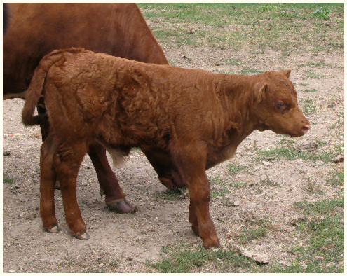 2015 Aug2 Heather calf