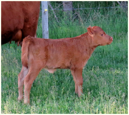 2016 Heather calf 043