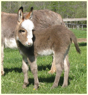 10BlazeFoal2