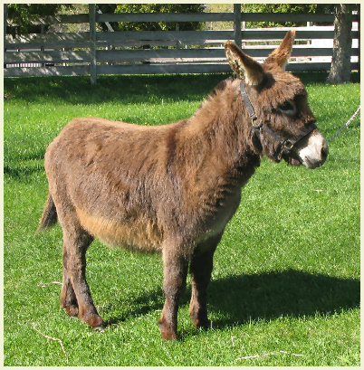 2011 Clarabell