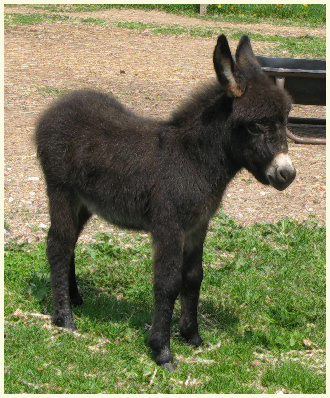 2013 Birdie foal 1wk