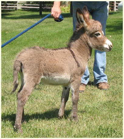 2013 Black Pearl foal1