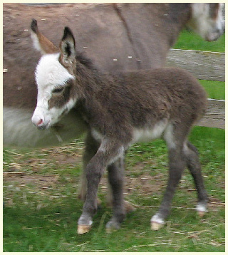 2013 Blaze foal
