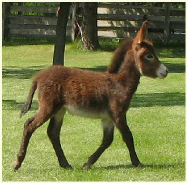 2013 Jesse Foal