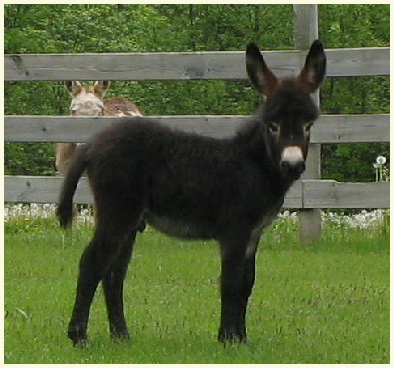 2013 Kitty foal3