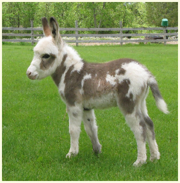 2013 Mica foal3
