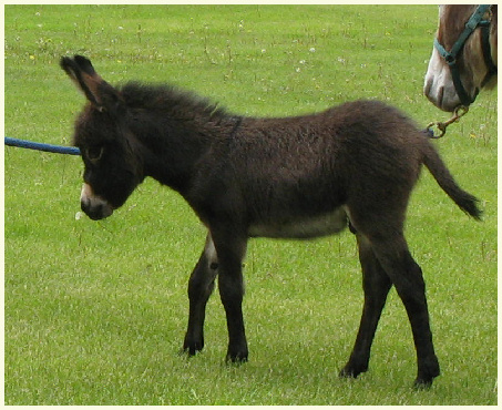 2013 Scarlet foal2