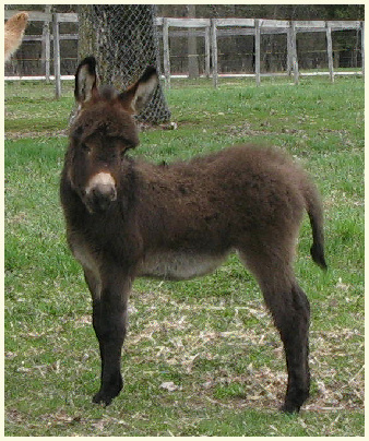 2013 Shortcake foal 1 mo