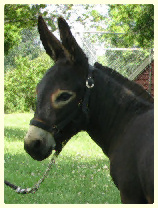 BlackHawkYhead