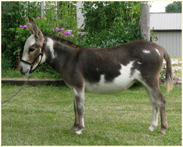 Candy Apple Yearling1