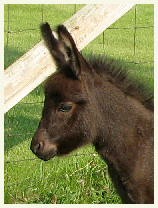 Foal mini 2015