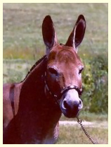 Foxworthymini - Copy