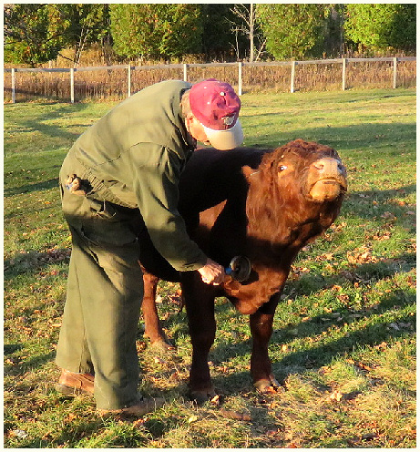 Mack Bull Oct 2015 c