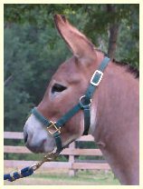 Madisonmini