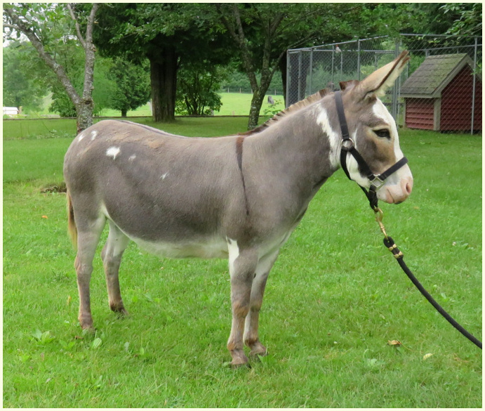 Marshmelow Fluff 2018