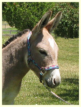 Palominomini