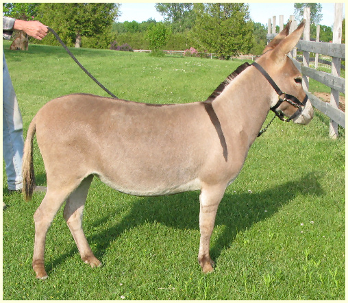 QueenYearling1