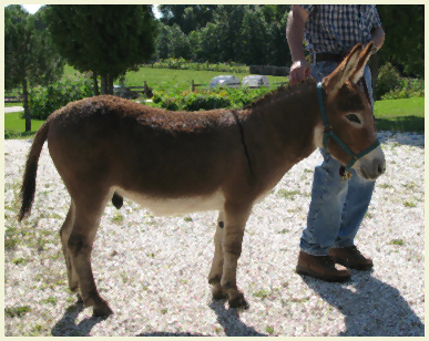 SunFire Freddie Aug