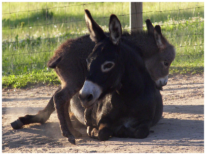 08BlackieFoal