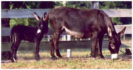 Blackie_2004foal