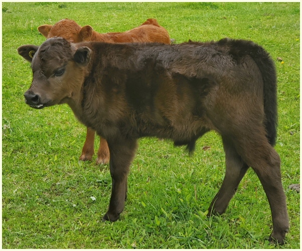 DEX2021Arrosa calf Ace