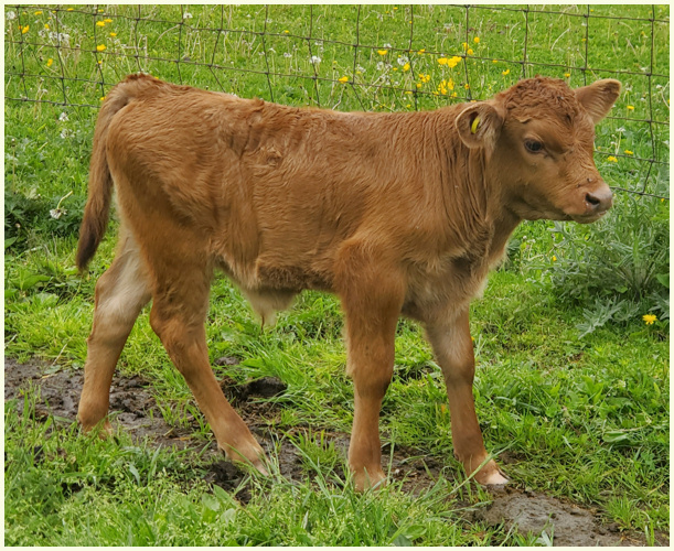 DEX2021Bell calf The Boss