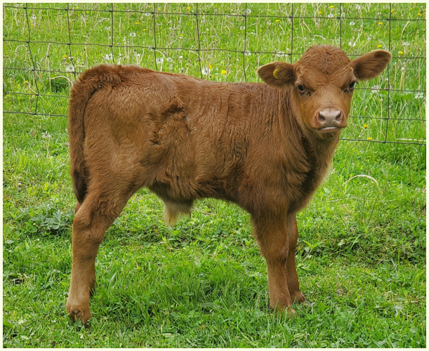 DEX2021 Heather calf Henry