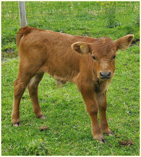 DEX2021 Roxie calf Rebel