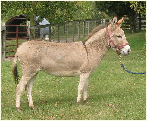 Dusty 2013
